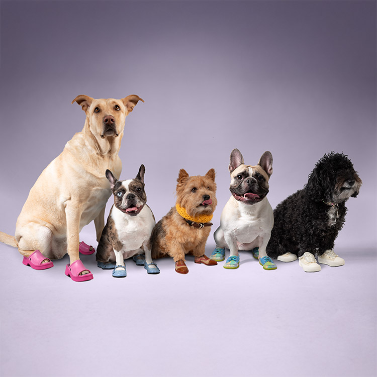 Vogs for Dogs